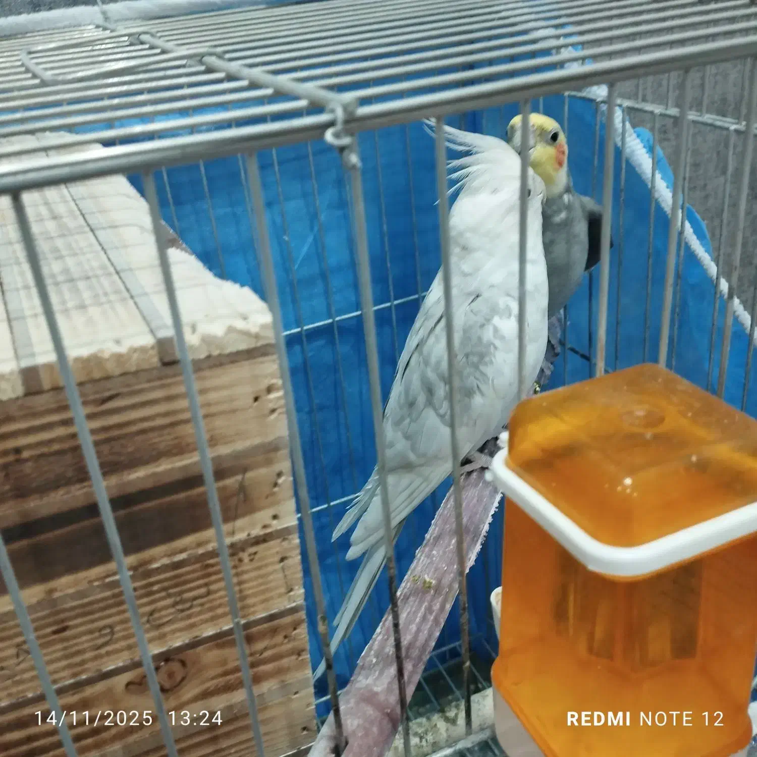 عروس جفت خورده سخنگو نژاد دار|پرنده|شیراز, هفت تنان|دیوار