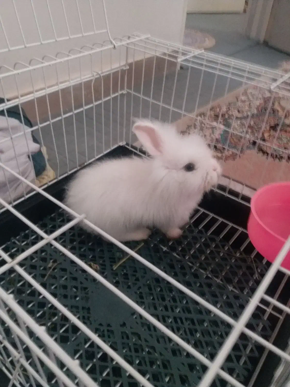 خرگوش لوپ|موش و خرگوش|اردبیل, |دیوار