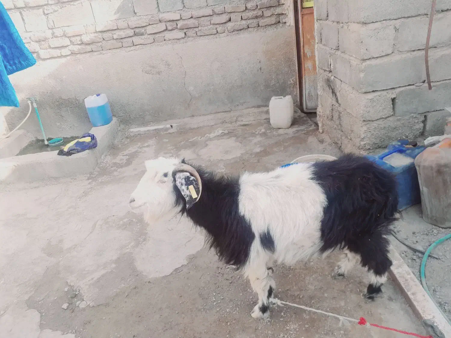 بز ماده|حیوانات مزرعه|میرجاوه, |دیوار