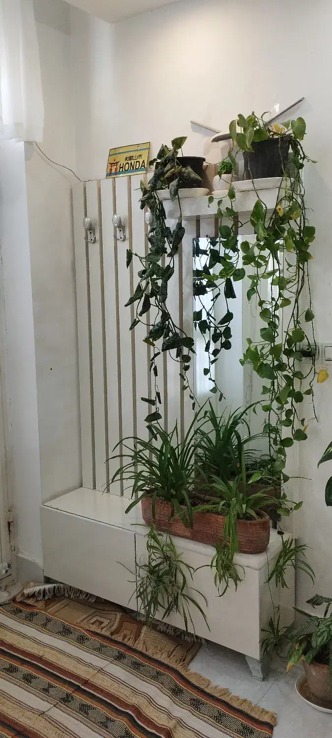 گل گلدان|گل و گیاه طبیعی|تربتحیدریه, رضاشهر|دیوار