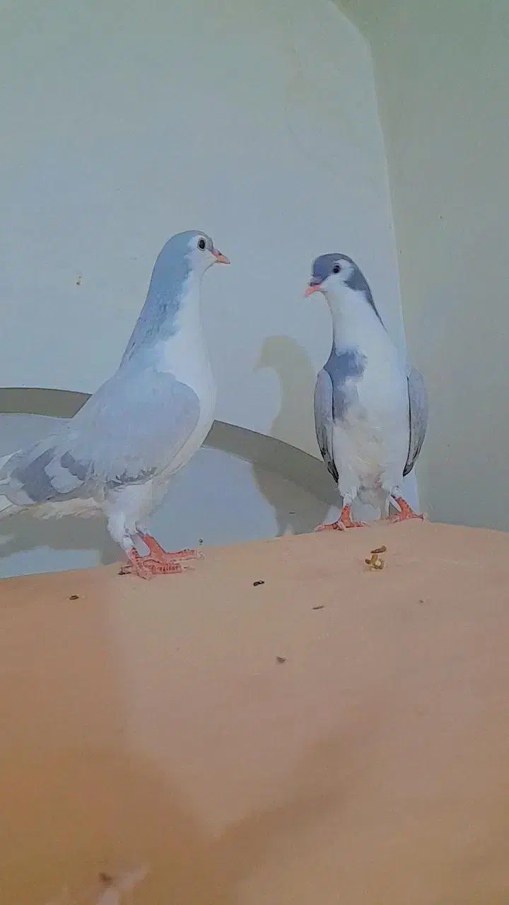 دو عدد جوجه ساده|پرنده|کاشمر, |دیوار