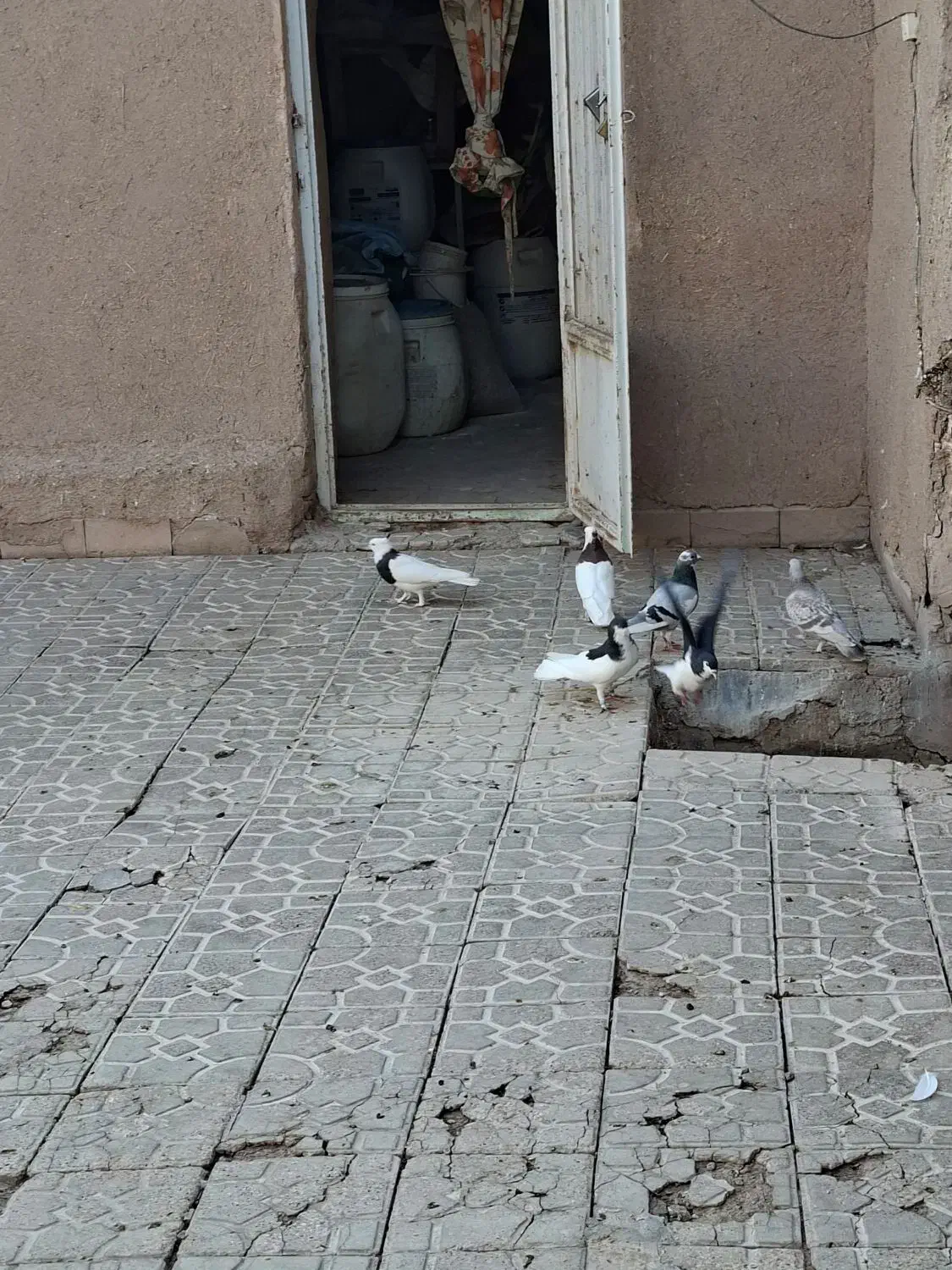 طوقی  و امری|پرنده|گلزار, |دیوار