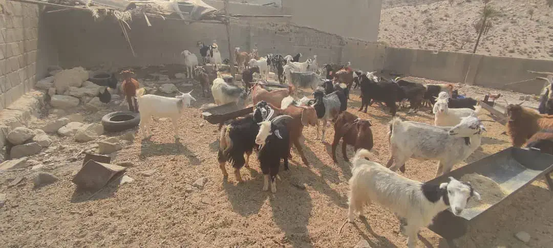 گوشت‌کهره‌موجوده|حیوانات مزرعه|جم, |دیوار