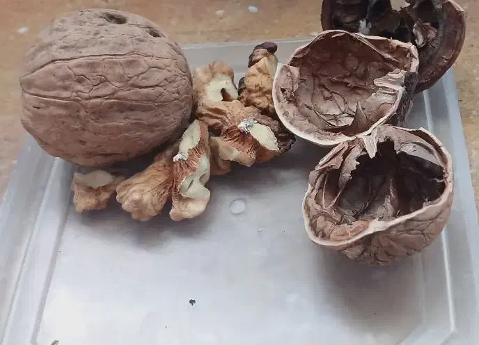 گردودرجه یک سپیدان تضمینی بدون خرابی|عمده‌فروشی|سپیدان, |دیوار