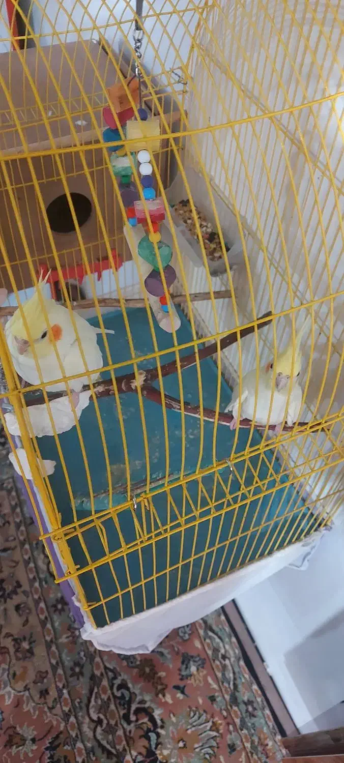 جفت عروس هلندی معاوضه با گیرینجک اهلی|پرنده|خوی, |دیوار