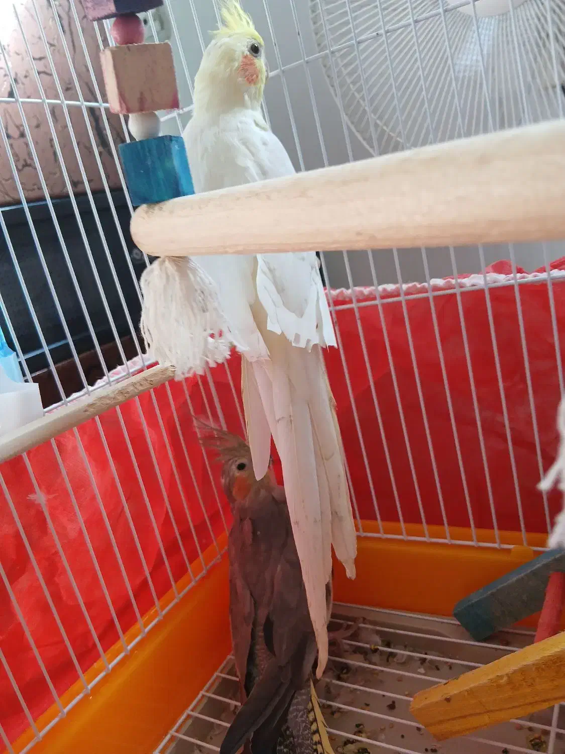 عروس هلندی|پرنده|لولمان, |دیوار