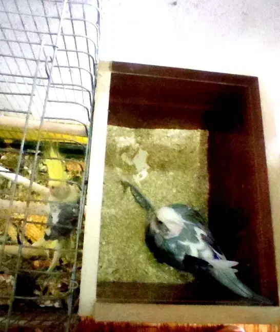 جفت عروس هلندی جوان مولد کارداده با قفس کامل|پرنده|شیراز, ریاستی|دیوار