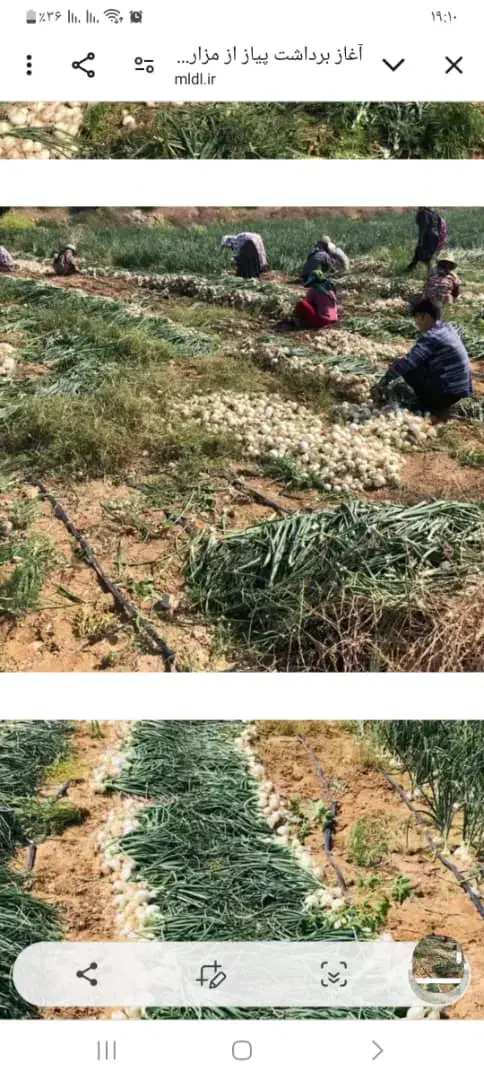 زمین کشاورزی با موتور پر اب|فروش زمین و ملک کلنگی|جیرفت, |دیوار