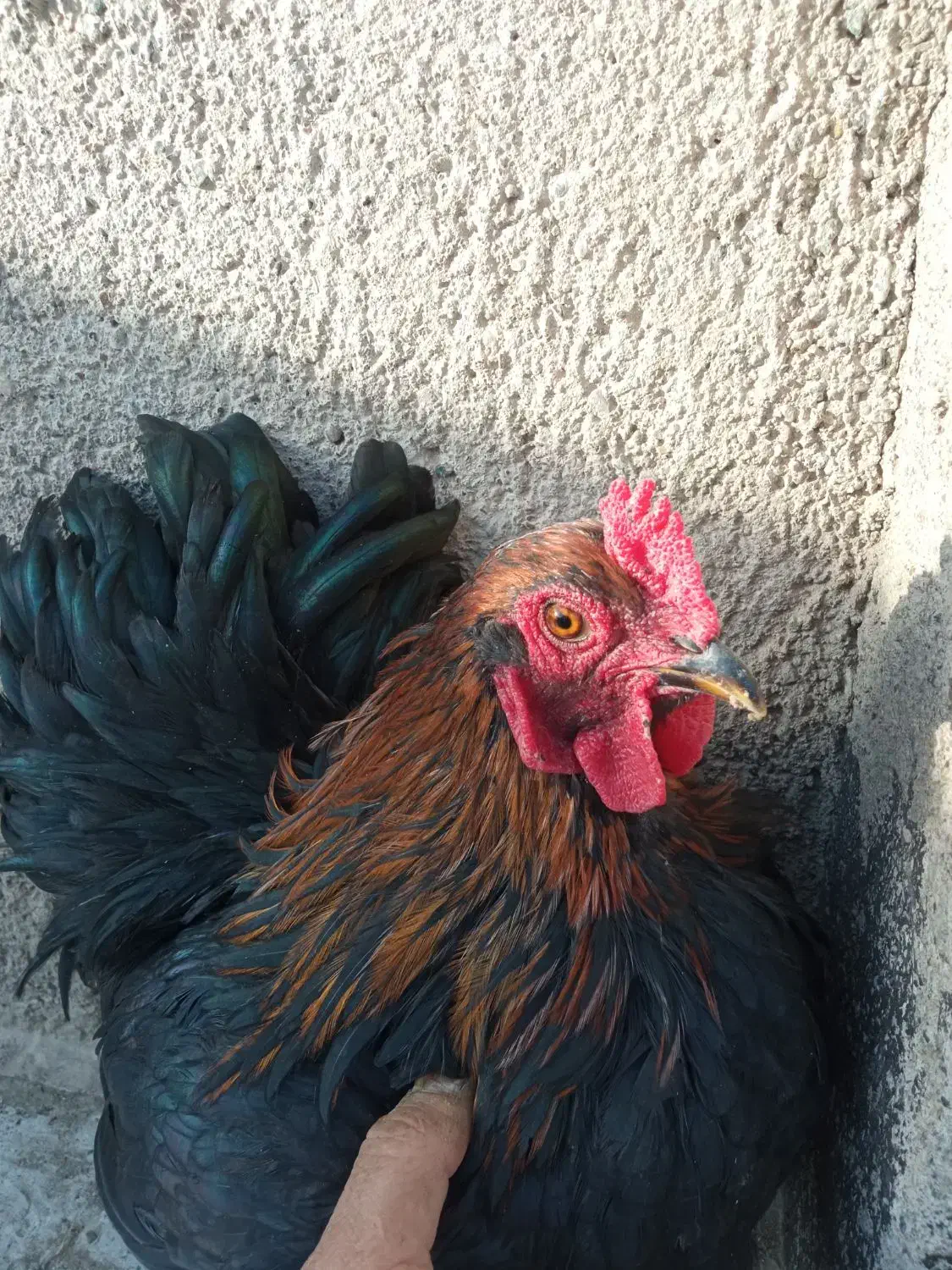 کوشین|پرنده|مشهد, نیزه|دیوار