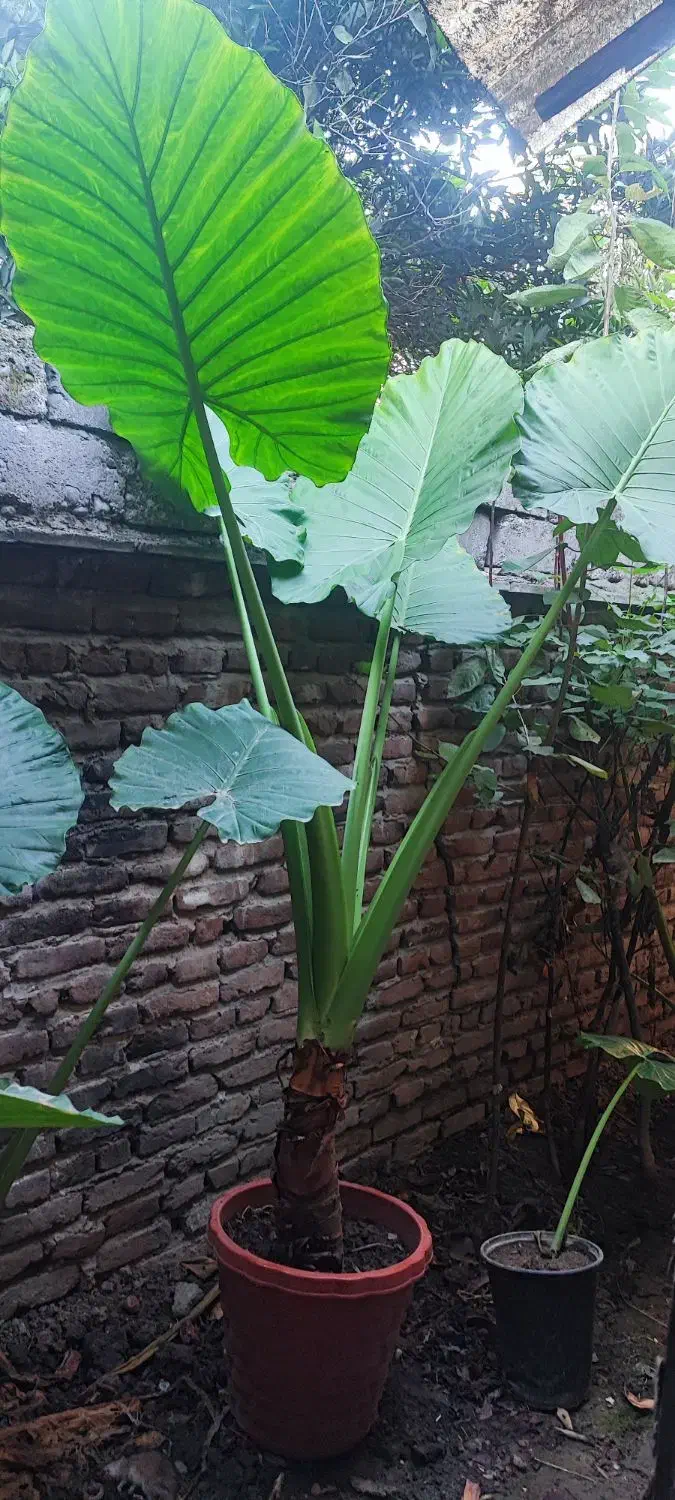 گل بابا آدم ۴ عدد|گل و گیاه طبیعی|قائمشهر, |دیوار