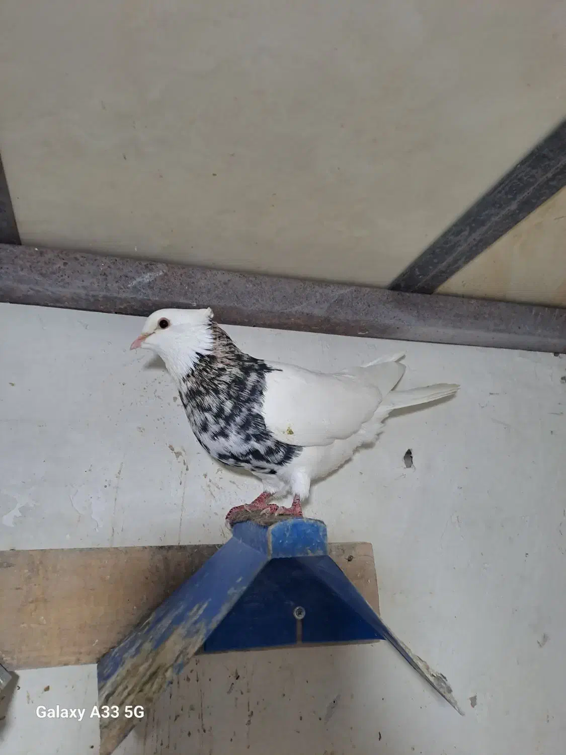 طوقی|پرنده|گنبد کاووس, |دیوار