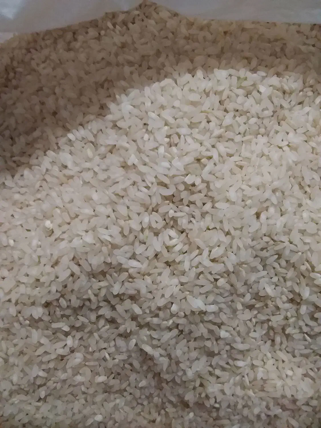 فروش مستقیم برنج کامفیروزی اصل|خوردنی و آشامیدنی|کامفیروز, |دیوار