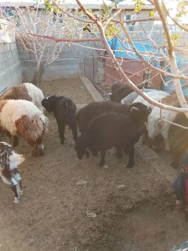 فروش ویژه تعدادی بره نر جو خورده*|حیوانات مزرعه|شیراز, رکنآباد|دیوار