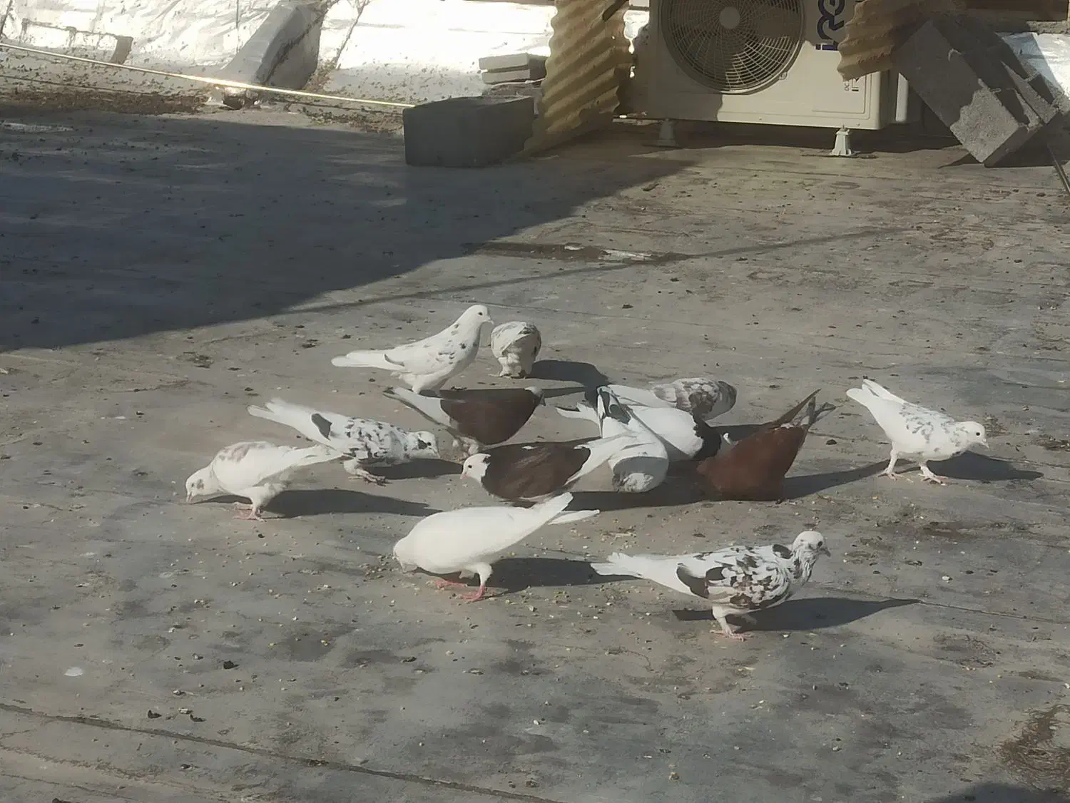 کبوتر پرشی|پرنده|اصفهان, مسجد مصلی|دیوار