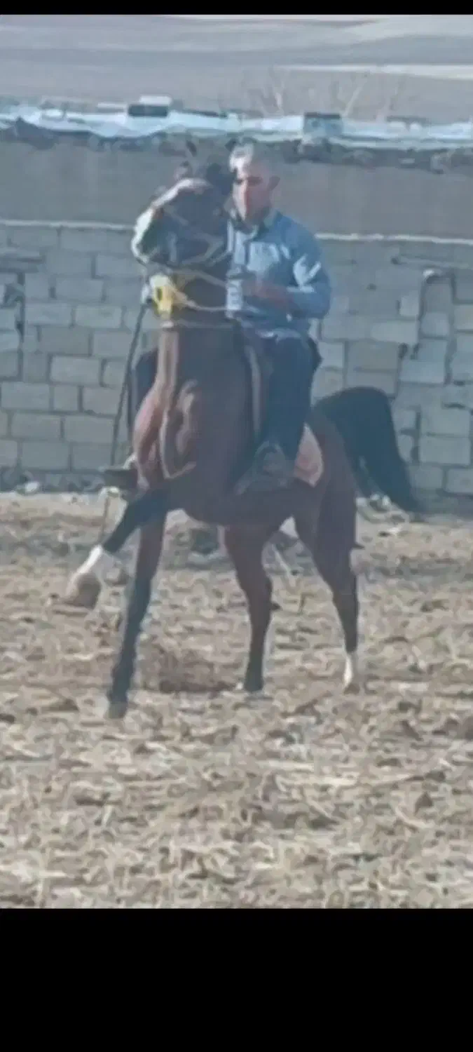 نریان سن ۴به ۵|اسب و تجهیزات اسب‌سواری|مهاباد (آذربایجان غربی), |دیوار