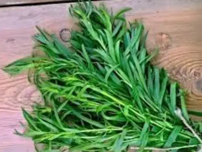 ترخون خشک|خوردنی و آشامیدنی|نیشابور, جمهوری|دیوار