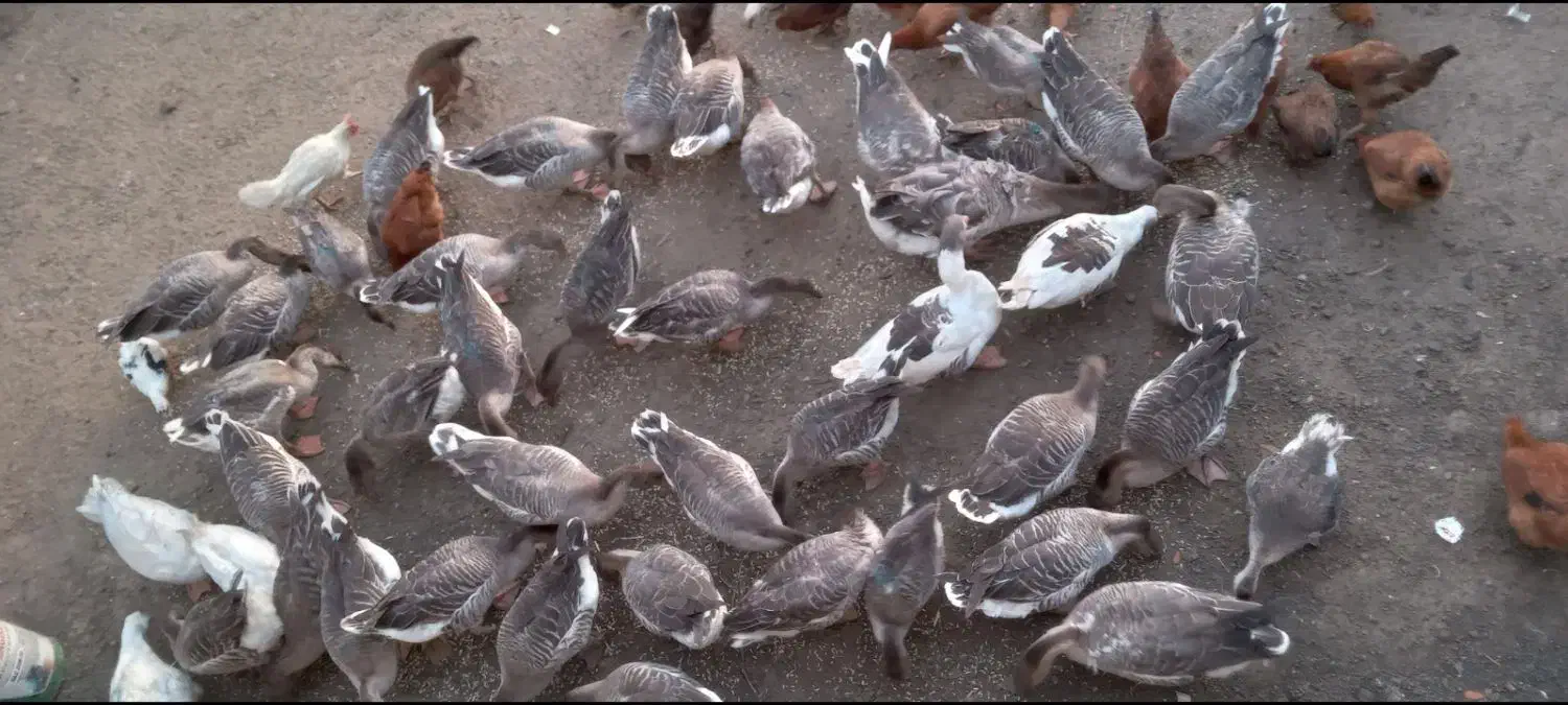 غاز محلی در روستایی قره وانلو|حیوانات مزرعه|آبش احمد, |دیوار