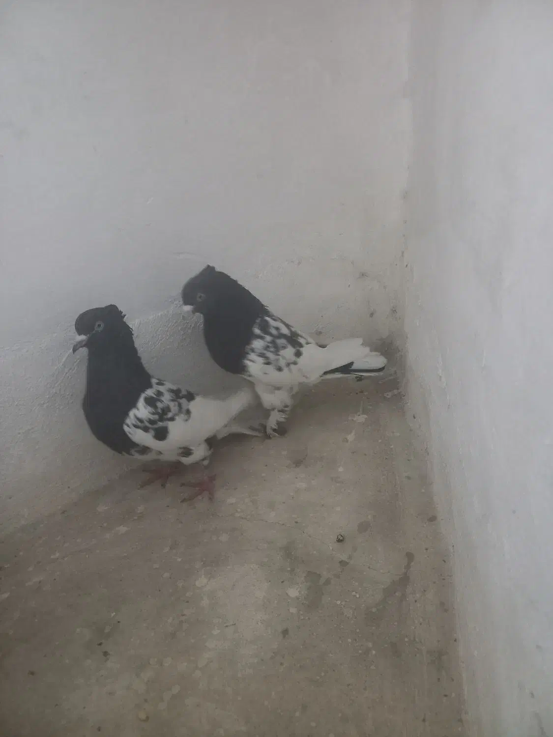 کفتر رنگی|پرنده|سیرجان, |دیوار