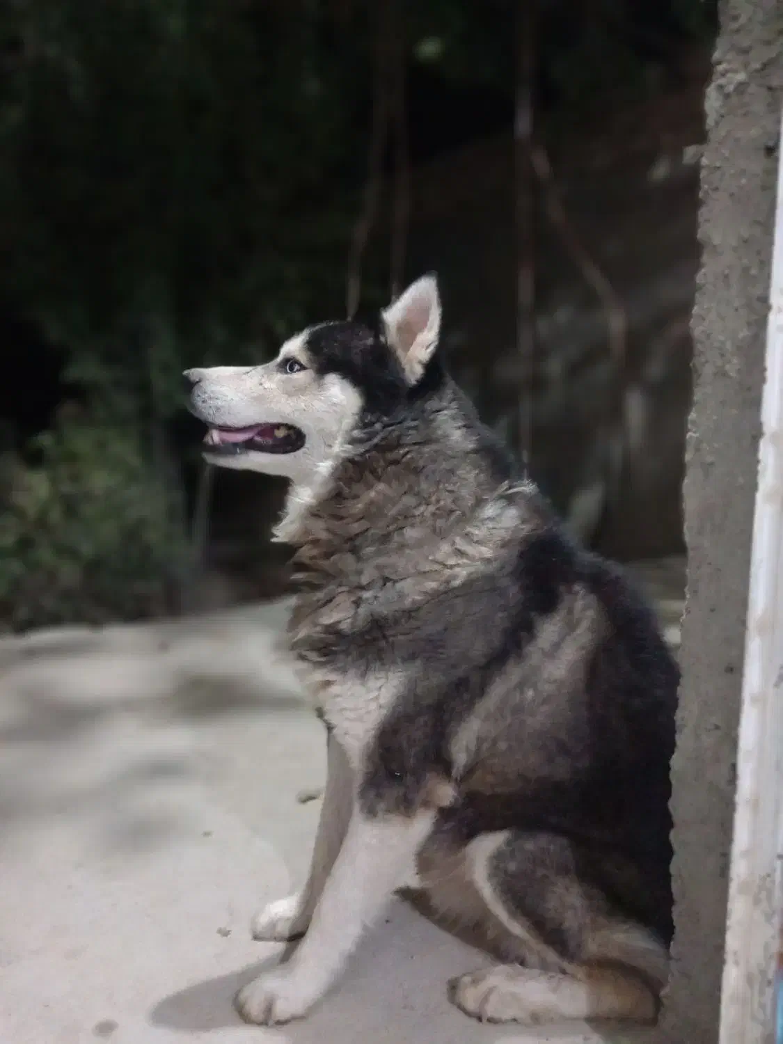 سگ هاسگی چشم آبی و باهوش|سگ|شیروان (خراسان), |دیوار