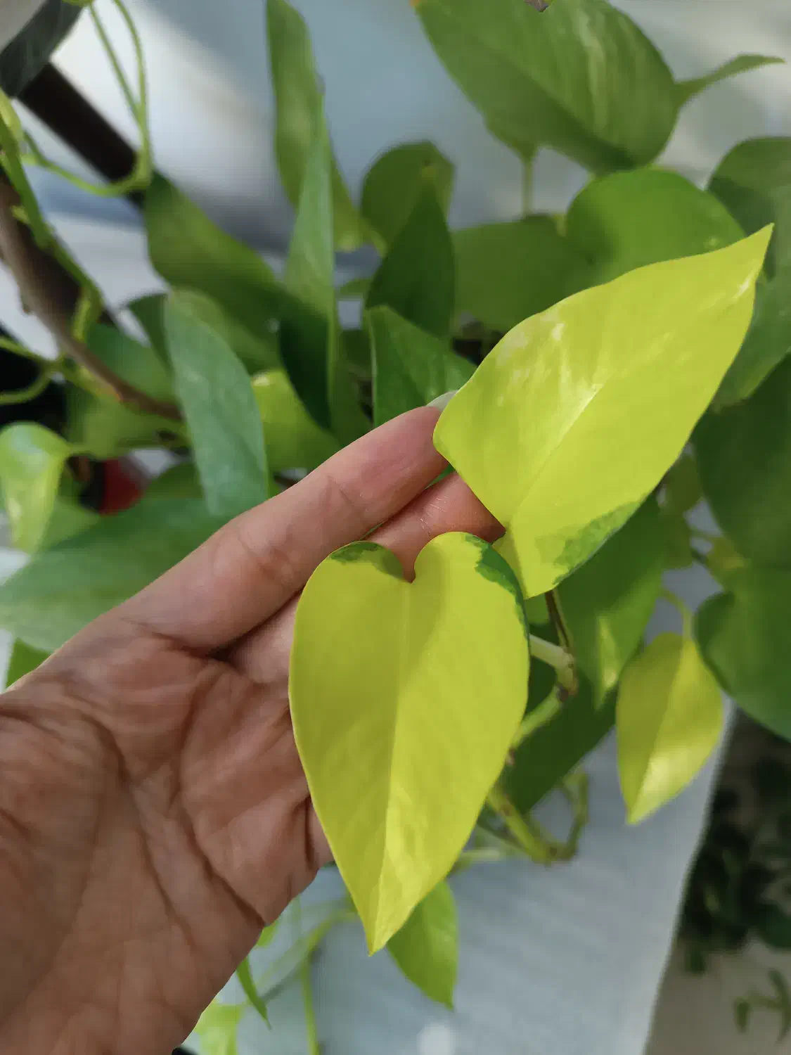 انواع پتوس|گل و گیاه طبیعی|تهران, صادقیه|دیوار