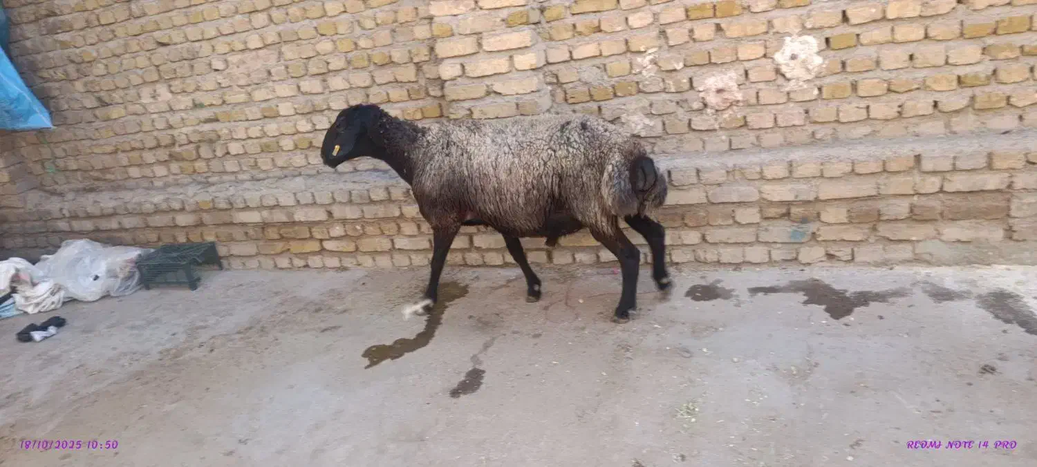 بره نر 60کیلو|حیوانات مزرعه|کرج, برغان|دیوار