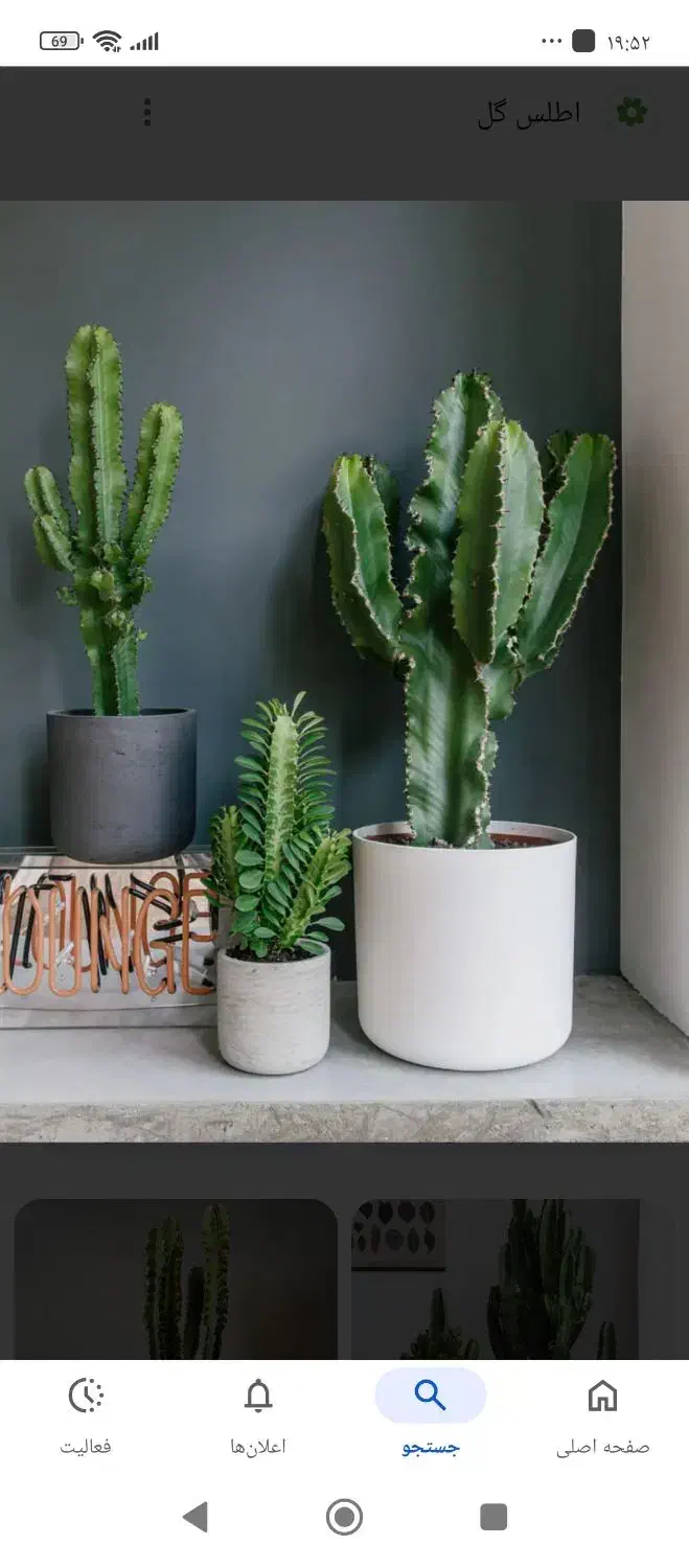 گل افوربیا|گل و گیاه طبیعی|شاهرود, |دیوار