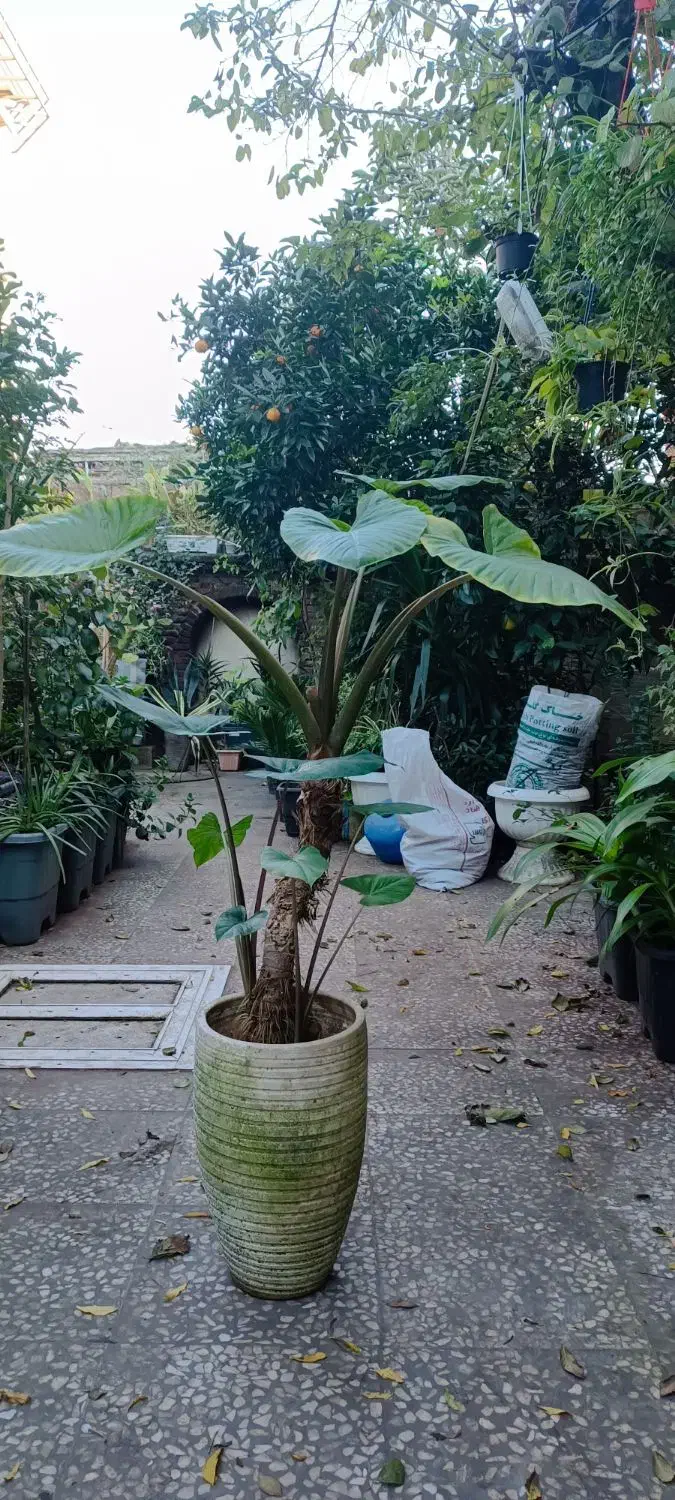 بابا آدم|گل و گیاه طبیعی|لاهیجان, خمیر کلایه|دیوار