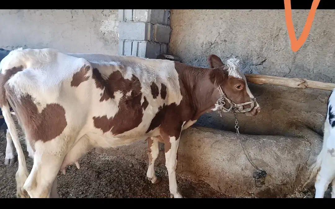 گاو  شیری با گوساله نر سیمیتال|حیوانات مزرعه|بجنورد, |دیوار