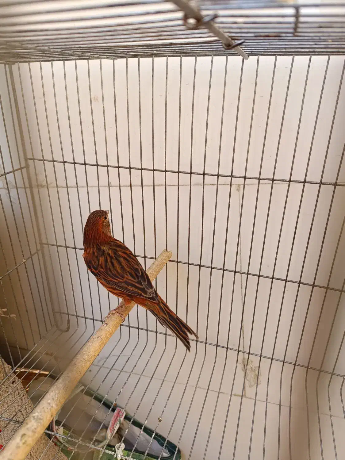 قناری سرخ سوخته  نر|پرنده|صدرا-فارس, فاز ۱|دیوار