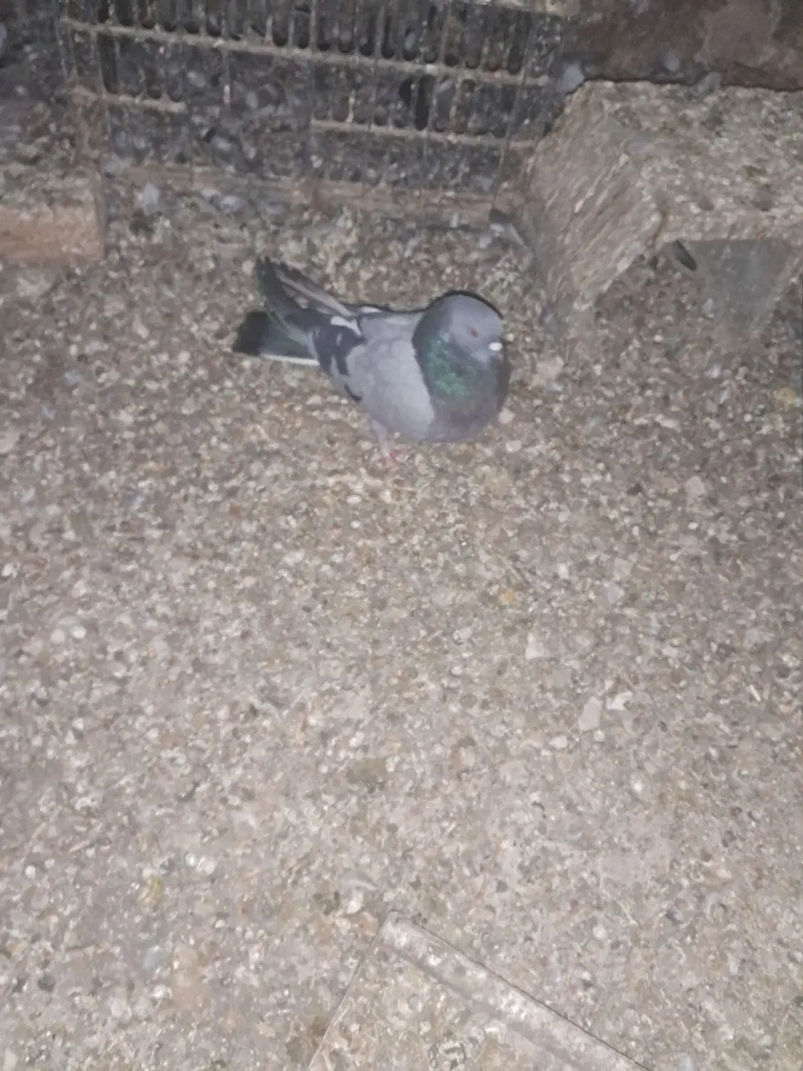 اصفهانی شگار|پرنده|اصفهان, شهرک کاوه|دیوار