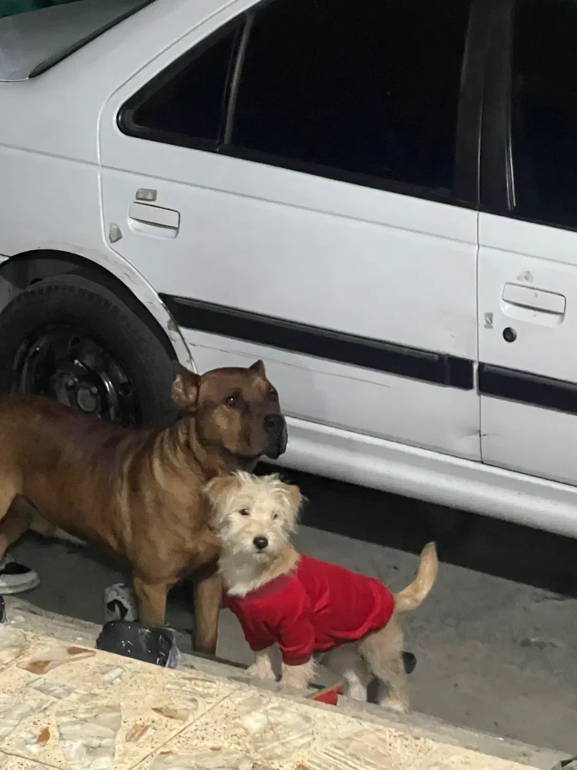 سگ نر پا کوتاه|سگ|ساری, |دیوار