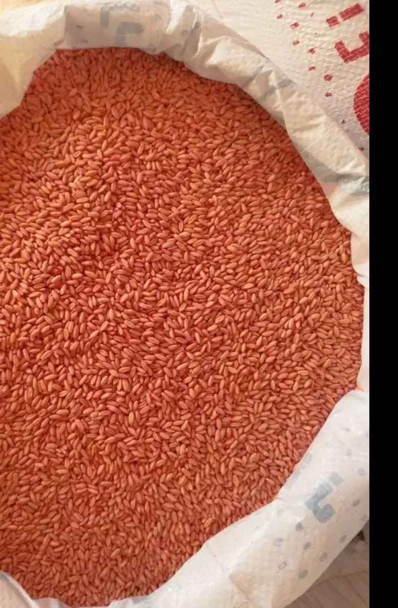 بذر گندم|خدمات باغبانی و درختکاری|شیراز, جمهوری|دیوار