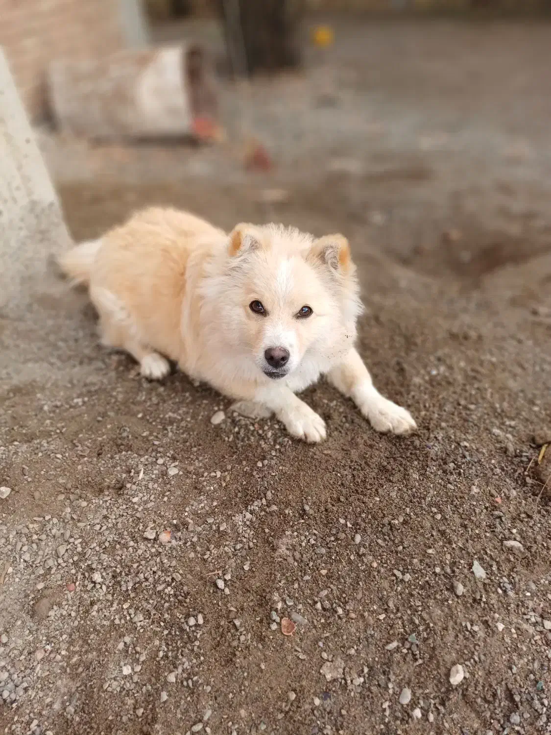 سگ پا کوتاه نژاد پامر اشپیدز ژاپنی نر|سگ|بیله سوار, |دیوار