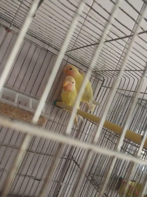 یک جفت طوطی برزیلی|پرنده|مشگین شهر, |دیوار