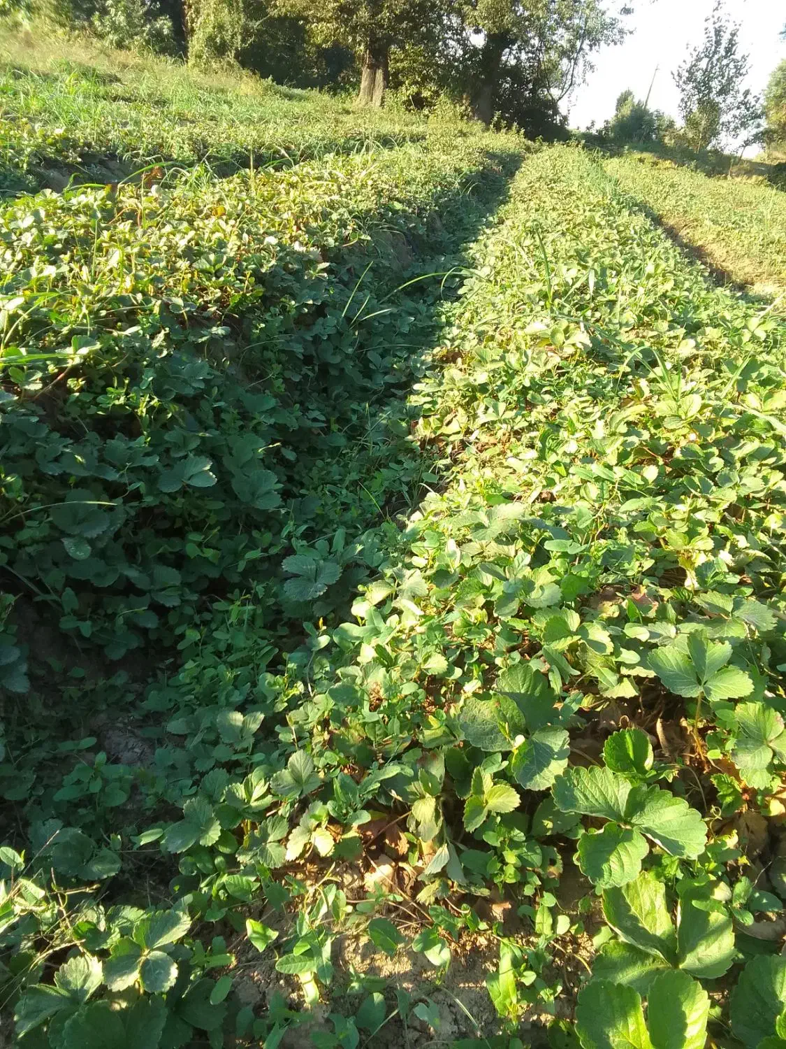 نهال توت فرنگی سابرینا|گل و گیاه طبیعی|خان ببین, |دیوار