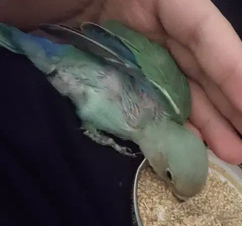 طوطی برزیلی گمشده|حیوانات|سنقر, |دیوار