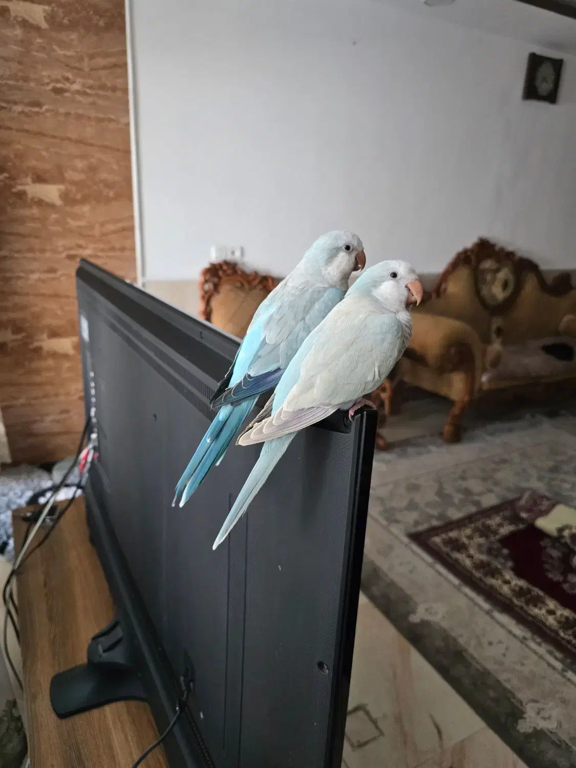 پرنده طوطی کاسکو راهب ردچیک مونچیک خورشیدی|پرنده|اصفهان, سعادت‌آباد|دیوار