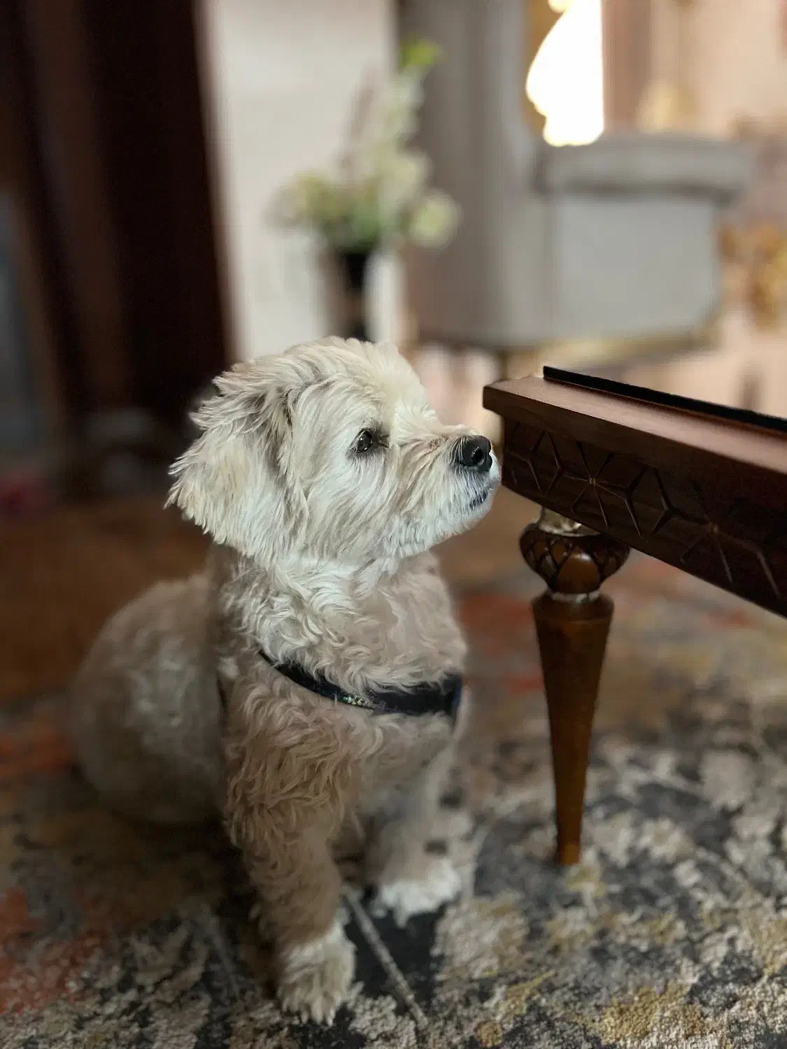 توله سگ شیتزو برای واگذاری|سگ|تربت جام, پاسداران|دیوار