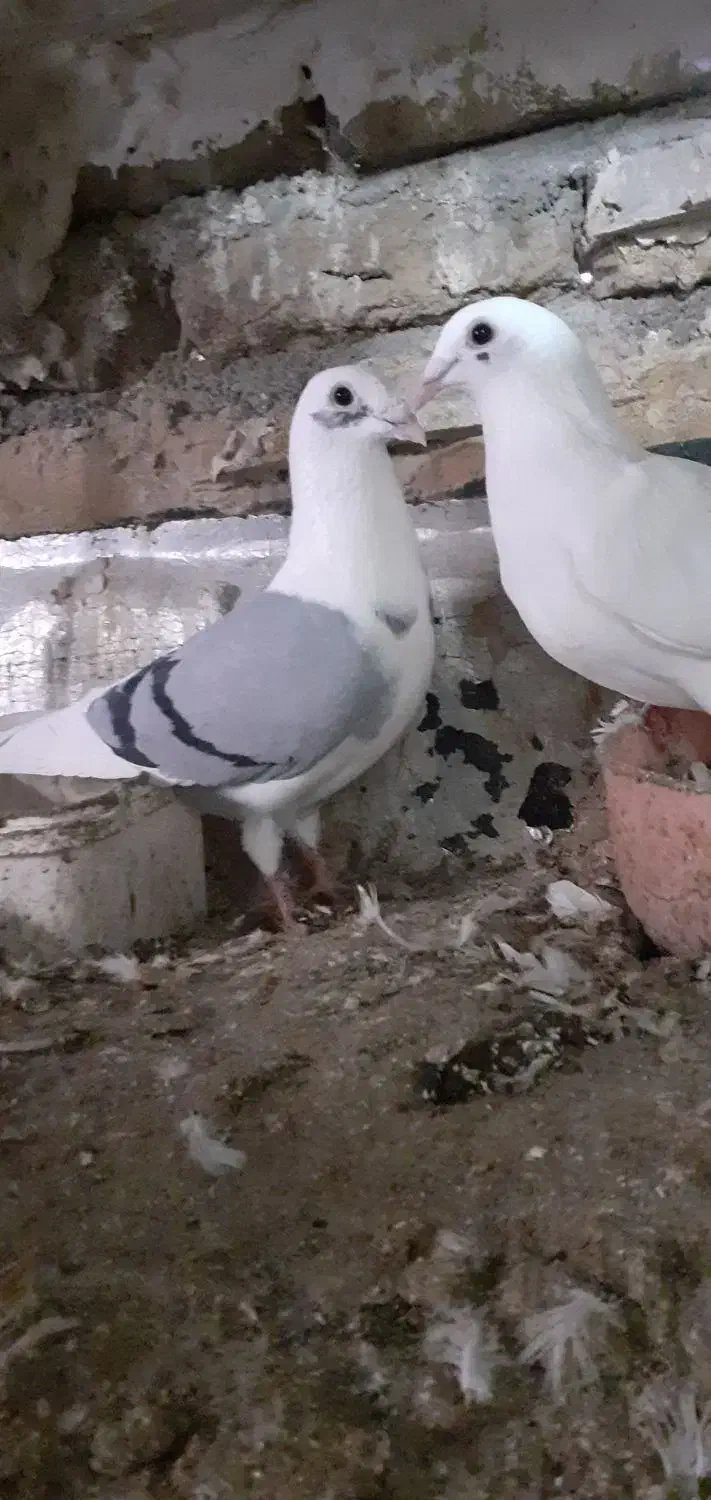 کفتر فروشی|پرنده|تایباد, |دیوار