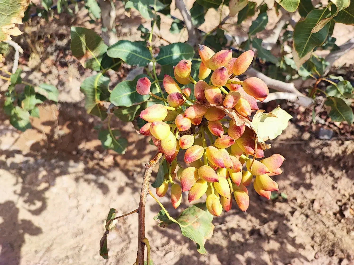 ۲حلقه چاه با ۱۳۵هکتار باغ پسته/فروش به علت مهاجرت/|فروش دفتر صنعتی، کشاورزی، تجاری|مشهد, امام رضا (ع)|دیوار