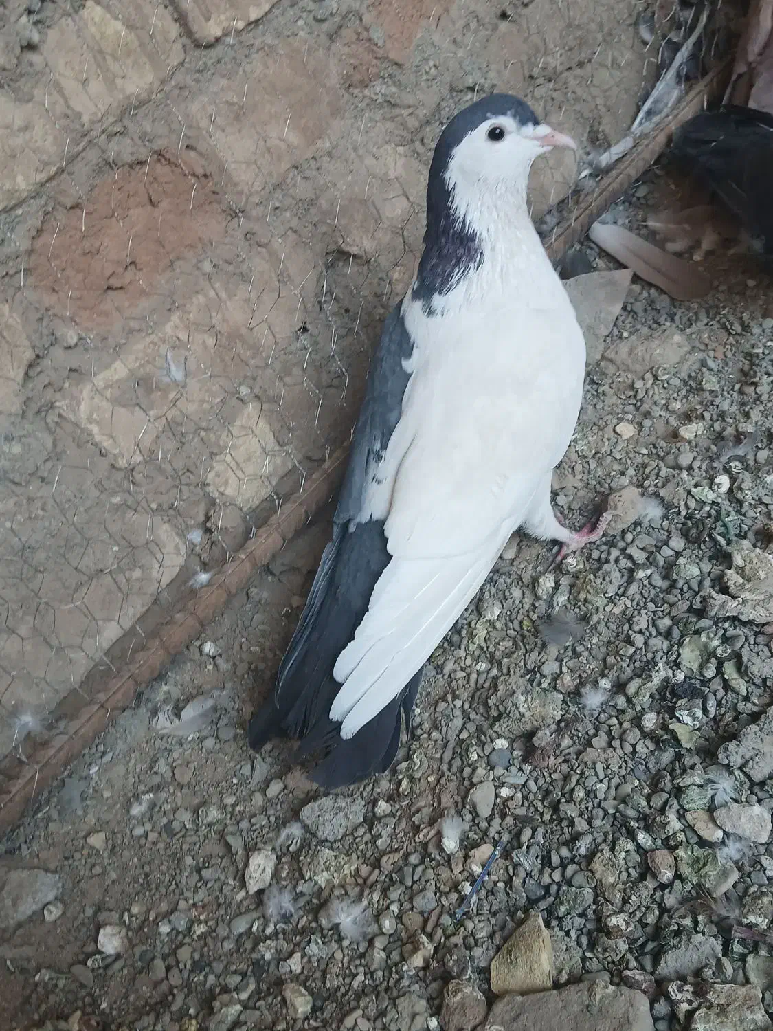 کفتر پرشی|پرنده|تربت‌حیدریه, میدان مرکزی|دیوار