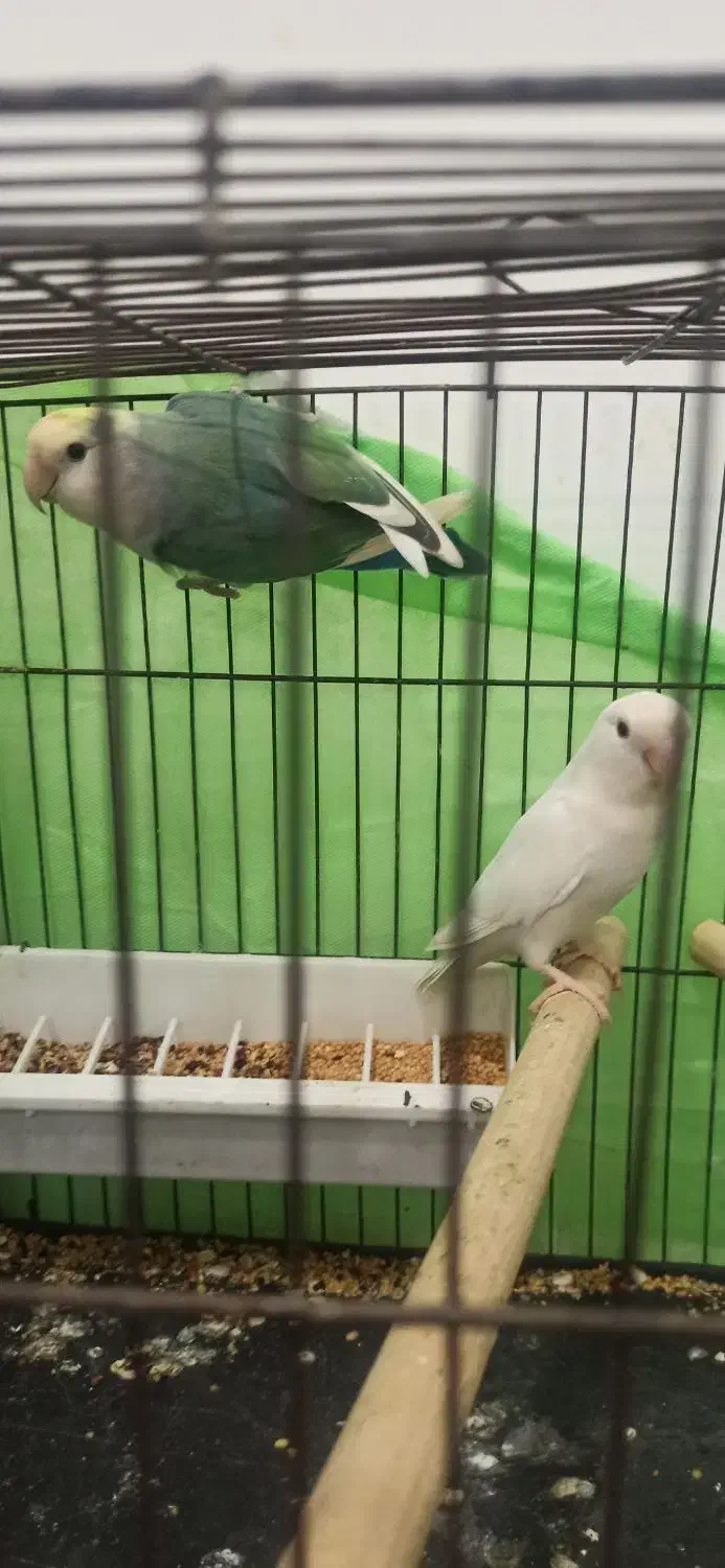 طوطی برزیلی جفت|پرنده|اهواز, شهرک اکباتان|دیوار