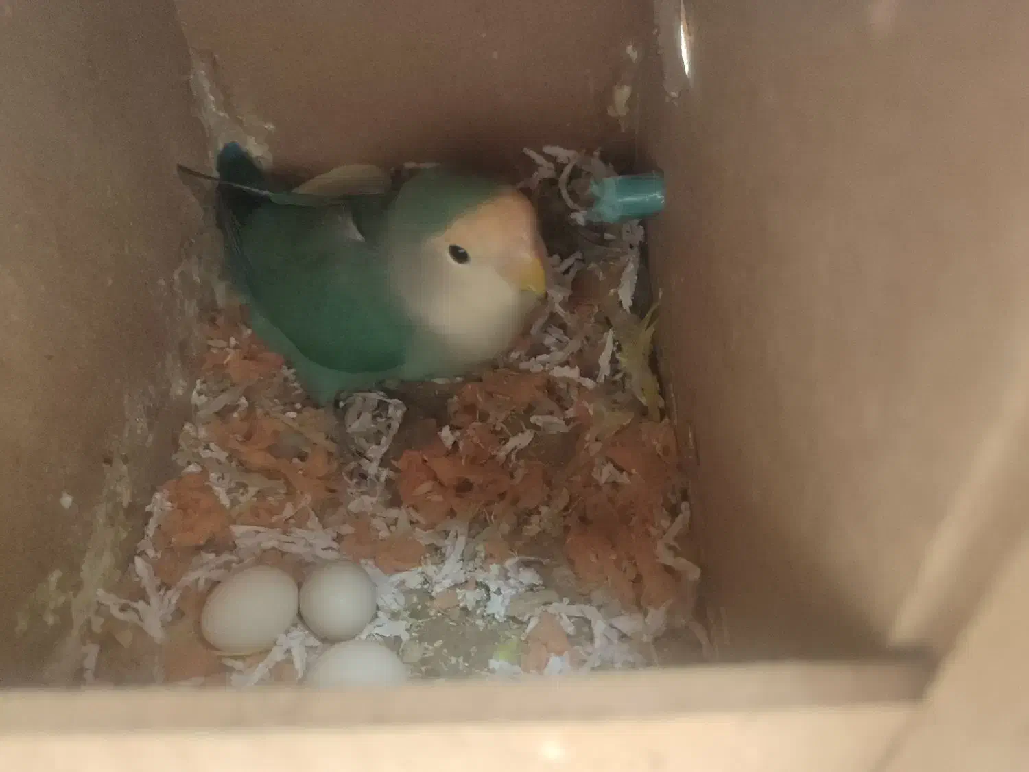 فروش یک جفت کوتوله خاص به شدت مولد باتمامی لوازم|پرنده|سبزوار, قصبه اب یمین|دیوار