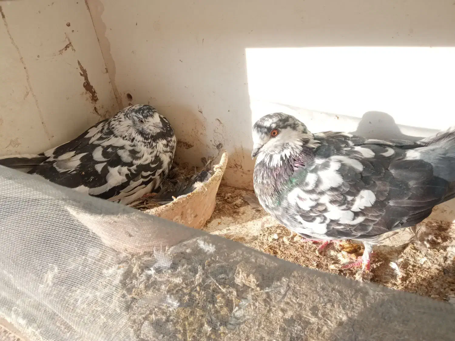 کفتر پروندنی و شاخ گیر برای معاوضه|پرنده|کاشان, لتحر|دیوار