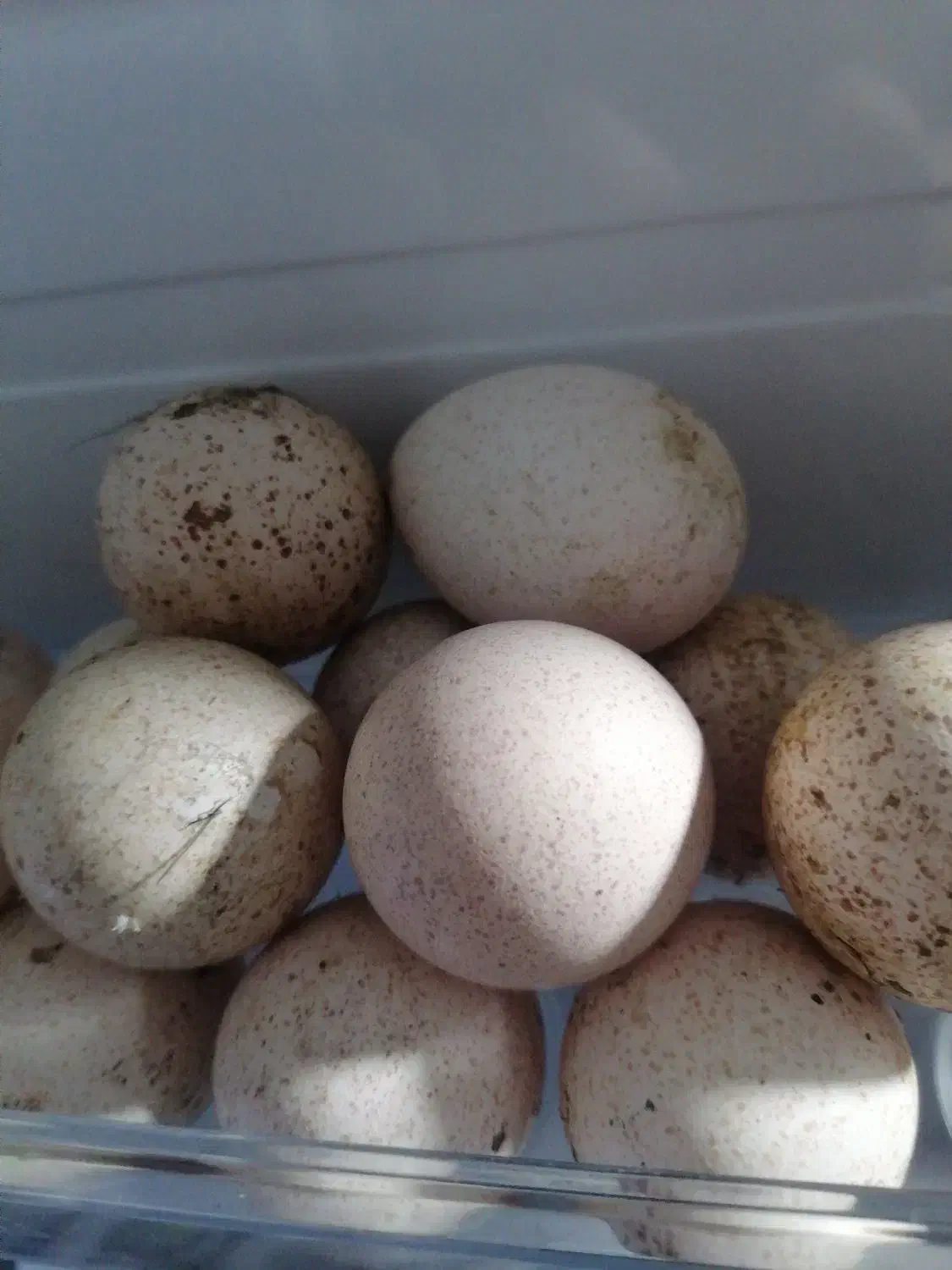 تخم بوقلمون|حیوانات مزرعه|تاکستان, |دیوار