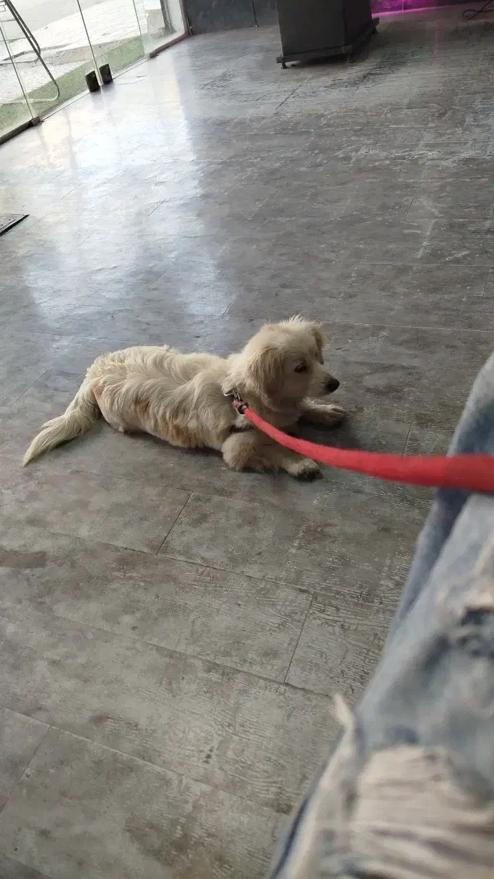 سگ پا کوتاه شیطان و بازی گوش قیمت 3500|سگ|الوند, |دیوار