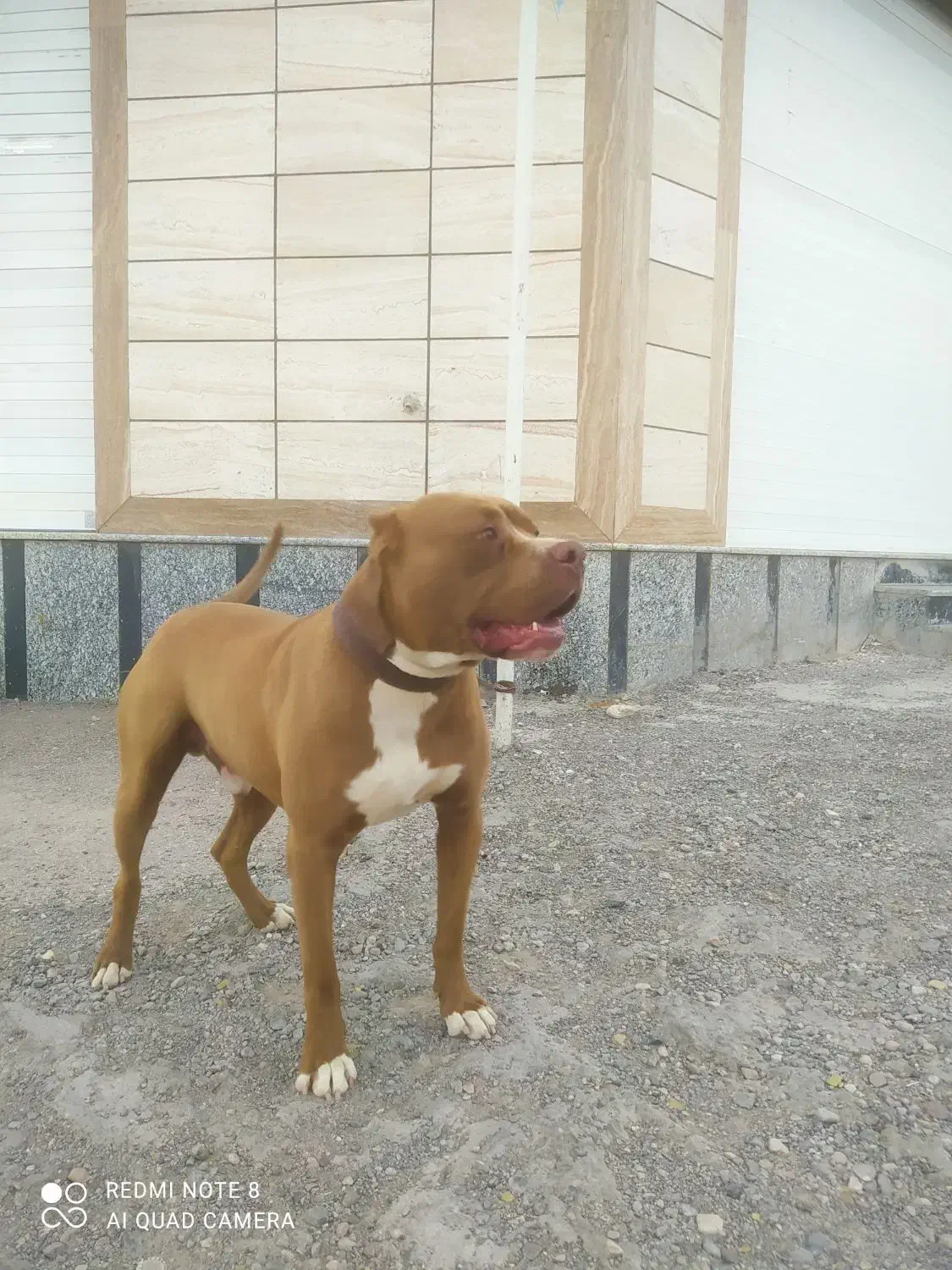 پیتبول نر جهت کشش|سگ|کرمان, |دیوار