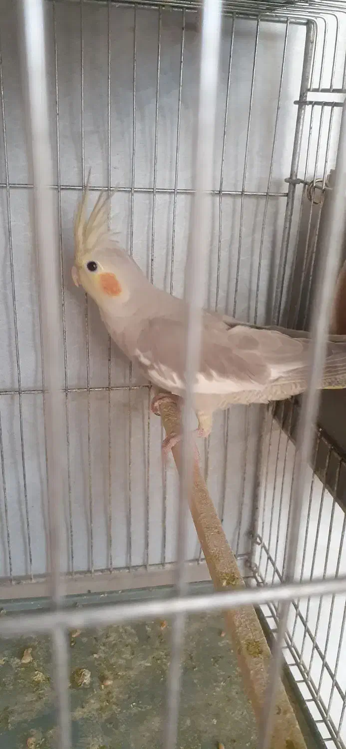 ط و ط ی ع روس|پرنده|سبزوار, کهنه آب|دیوار