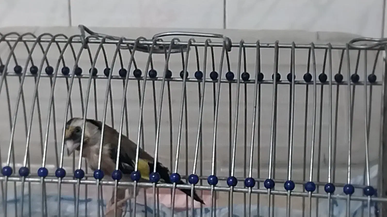 سهره|پرنده|تهران, قیام|دیوار