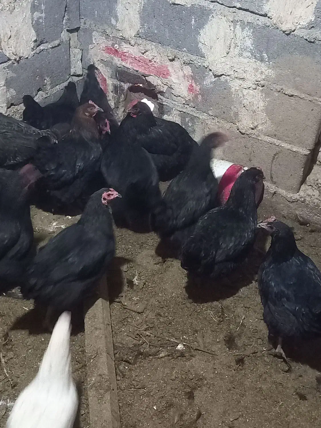 مرغ رسمی|حیوانات مزرعه|کهک, |دیوار